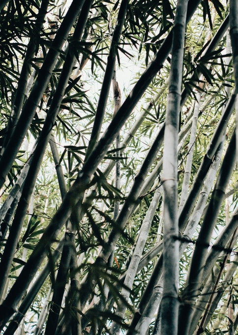 
                                                                                                Trees and bamboos
                                                                                           