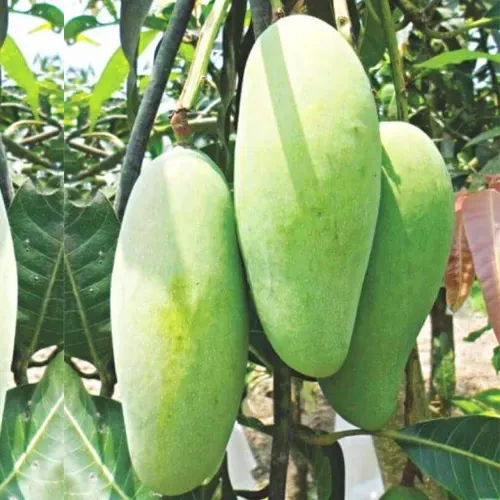 Banana mango plant - ব্যানানা আম গাছ