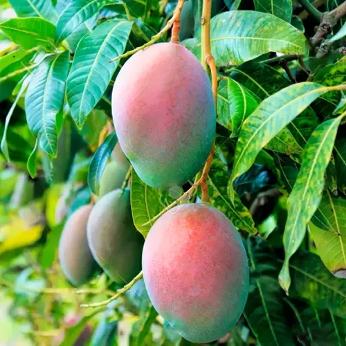 BARI 4 mango plant - বারি-৪ আম গাছ