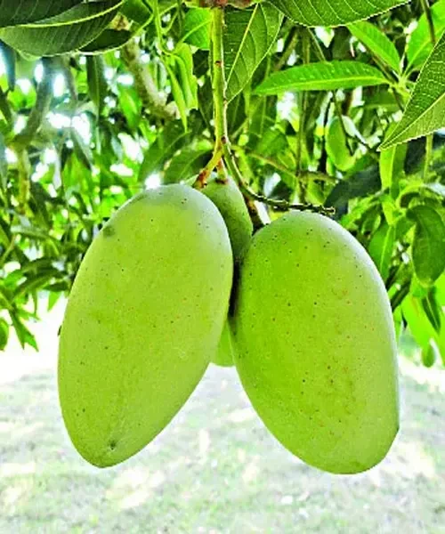 Gourmoti mango plant-গৌড়মতি আম গাছ