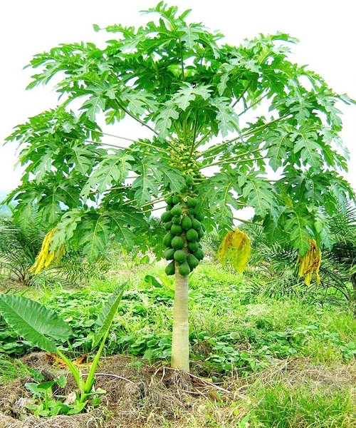 BU Papaya 1 plant বিউ পেঁপে-১ গাছ