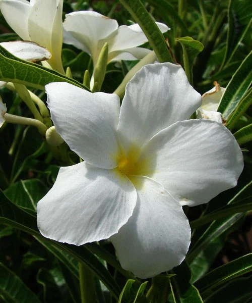Plumeria white (Kath golap) plant কাঠ গোলাপ গাছ