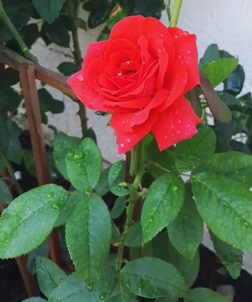 Sinduri rose plant সিন্দুরী গোলাপ গাছ