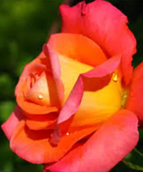 Changer rose 3 colors plant চেঞ্জার ৩  রঙের গোলাপ গাছ
