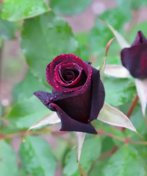 Black Velvet Rose Plant কালো গোলাপ গাছ