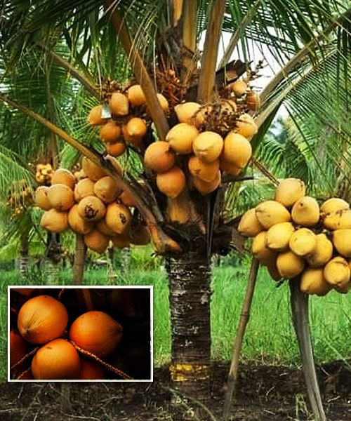 Kerala Coconut plant কেরালা নারিকেল গাছ