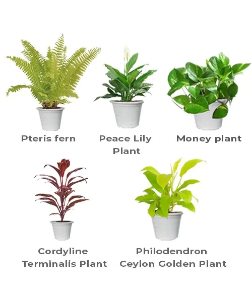 Indoor Plants Winter Pack(5 Plants)