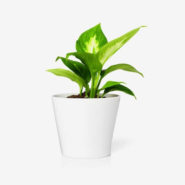 Manik-plant